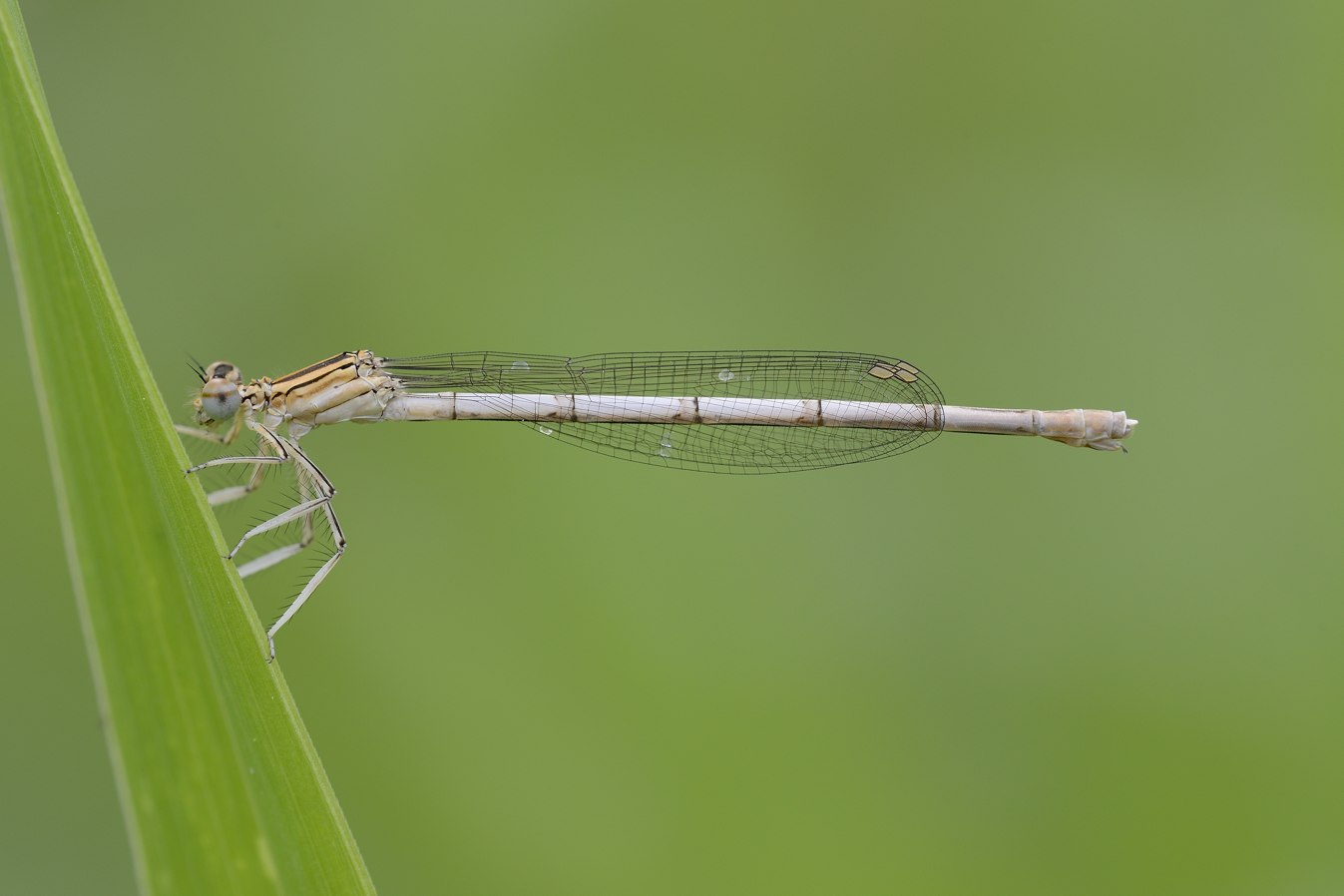 Platycnemis pennipes femmine immature?